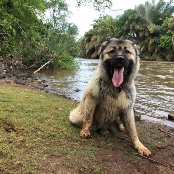 caucasian-shepherd