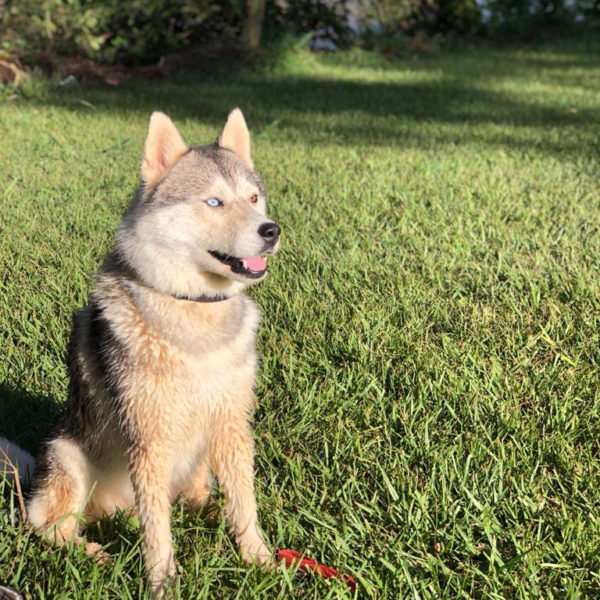 siberian-husky